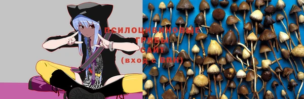 бошки Аркадак